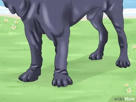 Imagen titulada Identify a Neapolitan Mastiff Step 6