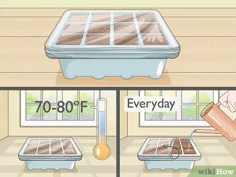 Imagen titulada Grow Tomatoes Indoors Step 3