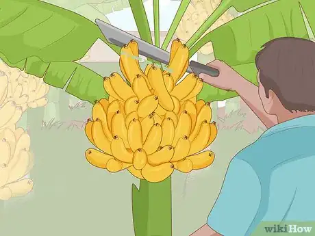 Imagen titulada Grow Banana Plants Step 22