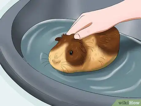 Imagen titulada Get Your Guinea Pig to Trust You Step 9