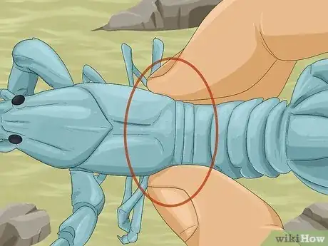 Imagen titulada Catch a Crayfish Step 10