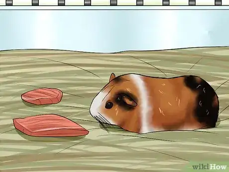 Imagen titulada Care for a Dying Guinea Pig Step 9