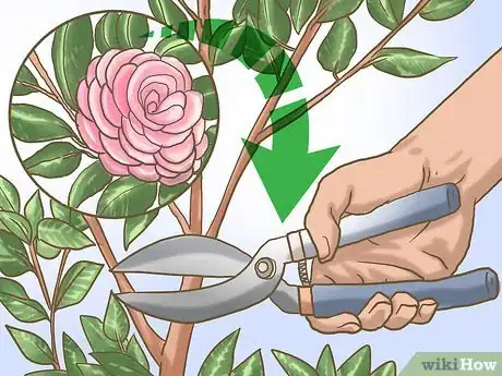 Imagen titulada Prune Camellia Step 1