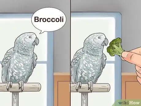 Imagen titulada Encourage an African Grey Parrot to Speak Step 12