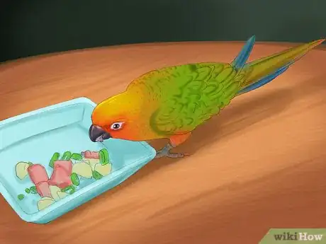 Imagen titulada Care for a Conure Step 8