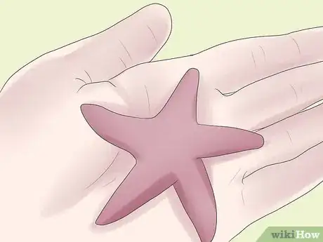 Imagen titulada Preserve a Starfish for a Decoration Step 6