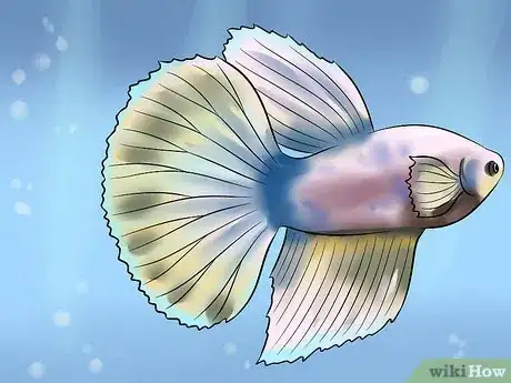 Imagen titulada Identify Different Betta Fish Step 9