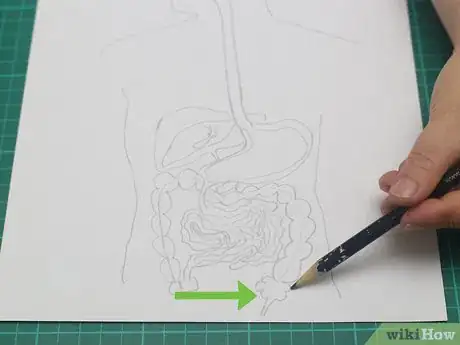 Imagen titulada Draw a Model of the Digestive System Step 15