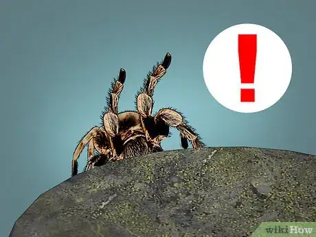 Imagen titulada Care for a Tarantula Step 19