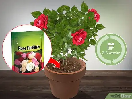 Imagen titulada Grow Miniature Roses Step 18