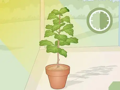 Imagen titulada Revive a Fiddle Leaf Fig Step 9