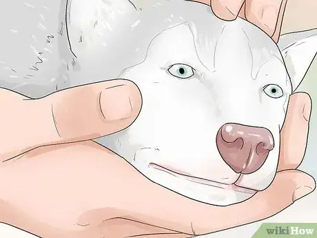 Imagen titulada Train and Care for Your New Siberian Husky Puppy Step 1