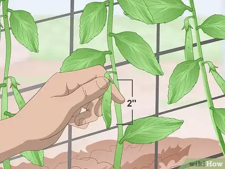 Imagen titulada Grow Sugar Snap Peas Step 14