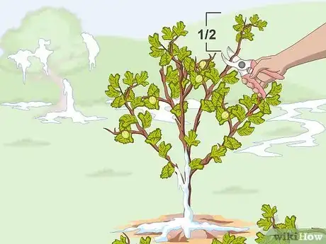 Imagen titulada Prune Gooseberries Step 3