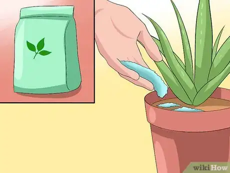 Imagen titulada Care for Your Aloe Vera Plant Step 3