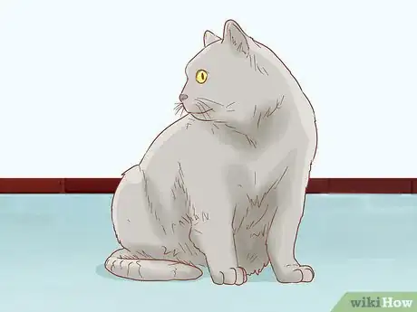 Imagen titulada Identify a Chartreux Cat Step 1