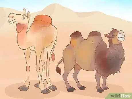 Imagen titulada Buy a Camel Step 7