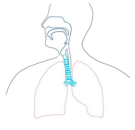 Imagen titulada Esophagus_respsyst_gb2653.png