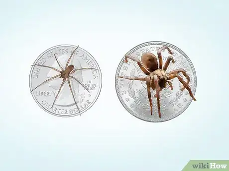 Imagen titulada Identify Spiders Step 9