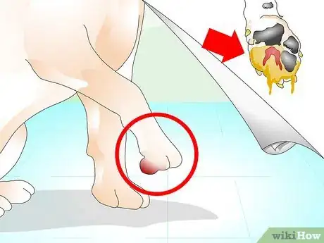 Imagen titulada Get a Thorn out of a Dogs Paw Step 13