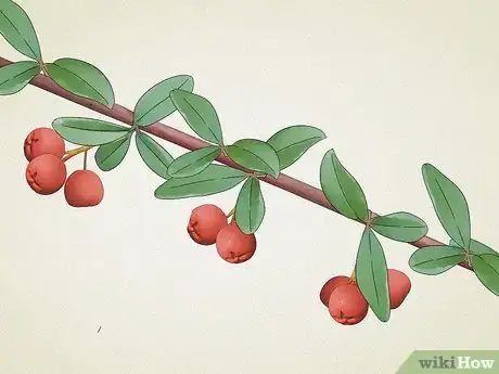 Imagen titulada Identify Common Poisonous Berries in North America Step 18