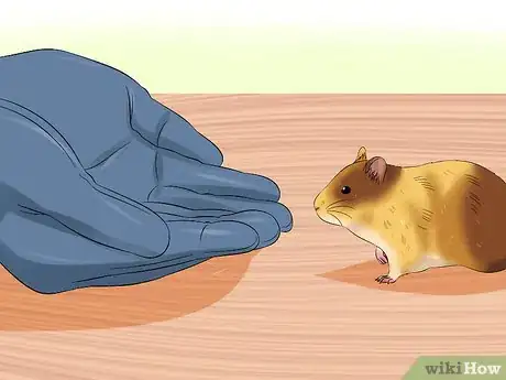 Imagen titulada Train a Hamster Not to Bite Step 3