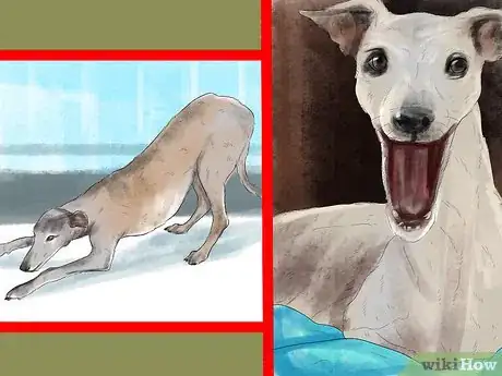 Imagen titulada Care for an Italian Greyhound Step 8