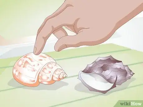 Imagen titulada Help a Hermit Crab Change Shells Step 3