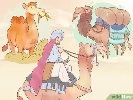 Imagen titulada Buy a Camel Step 2