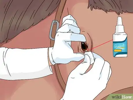 Imagen titulada Treat Horse Eye Problems Step 5