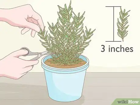 Imagen titulada Grow Rosemary Indoors Step 1