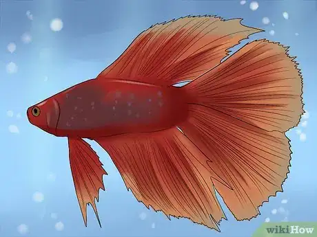 Imagen titulada Identify Different Betta Fish Step 5