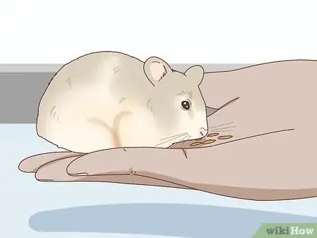 Imagen titulada Train Your Hamster to Come when You Call Step 4