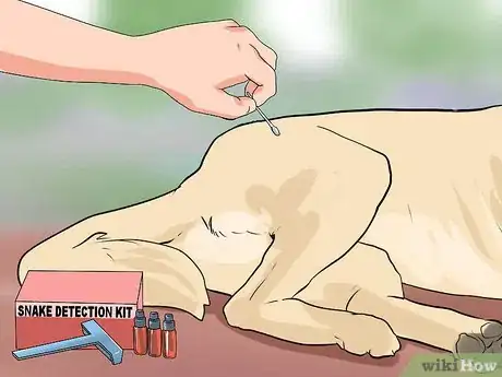 Imagen titulada Treat a Snakebite on a Dog Step 11