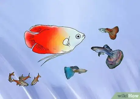 Imagen titulada Breed Guppies Step 11