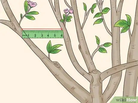 Imagen titulada Prune a Pear Tree Step 9