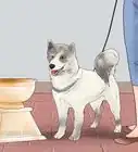 entrenar tu perro para un show de perros