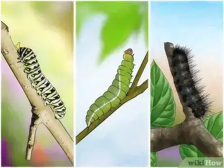 Imagen titulada Take Care of a Caterpillar Until It Turns Into a Butterfly or Moth Step 1