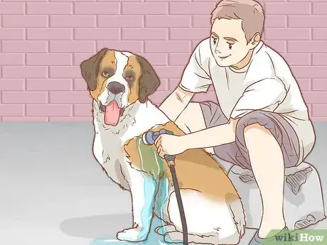 Imagen titulada Care for a Saint Bernard Step 10