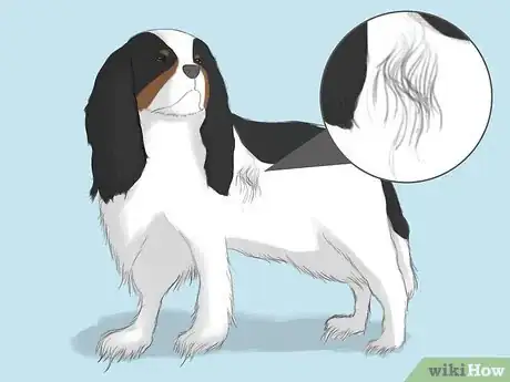 Imagen titulada Select a Cavalier King Charles Spaniel Step 2