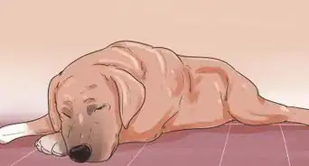 curar la diarrea en un perro