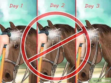 Imagen titulada Make Your Horses' Coat Shine Step 3