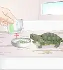 alimentar a una tortuga bebé