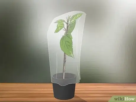 Imagen titulada Propagate Hibiscus Step 10