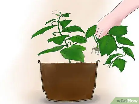 Imagen titulada Grow Cucumbers Indoors Step 11