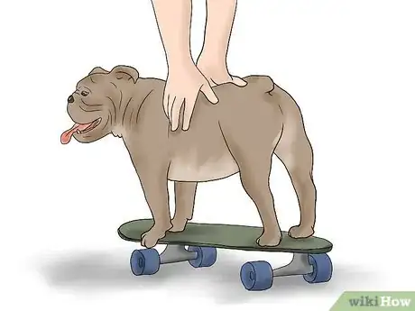 Imagen titulada Teach a Bulldog to Skateboard Step 4