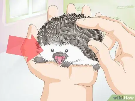 Imagen titulada Bond With Your Hedgehog Step 15