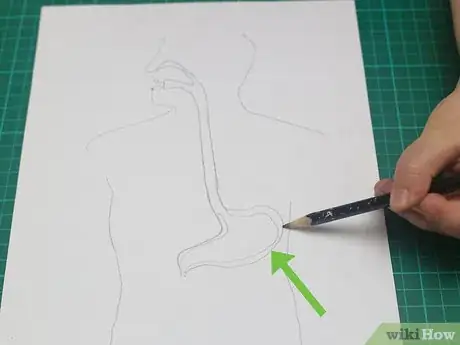 Imagen titulada Draw a Model of the Digestive System Step 8