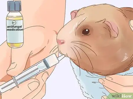 Imagen titulada Treat Ringworm in Guinea Pigs Step 6