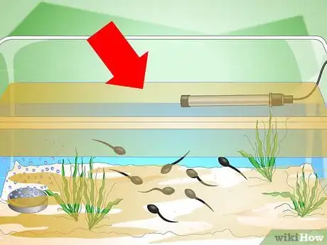 Imagen titulada Care for Common Frog Tadpoles Step 12